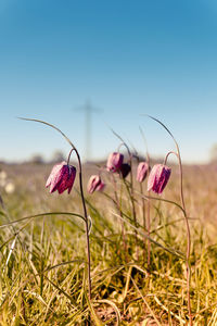 Bright purple chequered lilies, fritillaria meleagris or chess flowers blooming in the lush meadow.