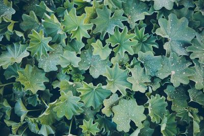 Full frame shot of wet leaves