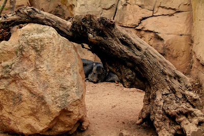 Close-up of lizard on rock