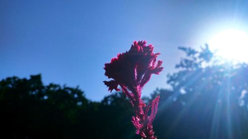 Close-up of purple flowering plant against sky