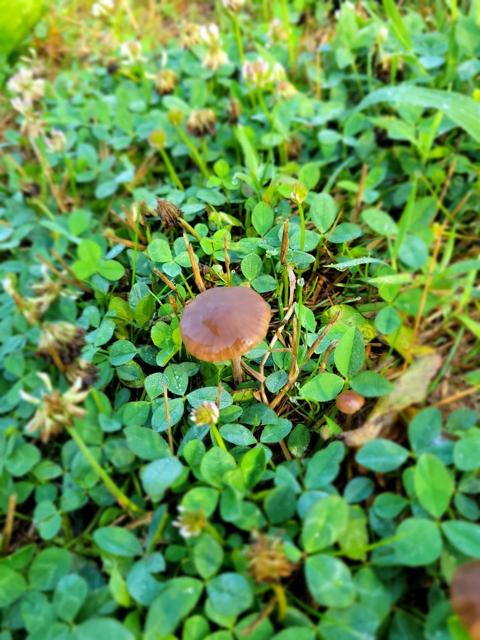 CLOSE-UP OF MUSHROOM GROWING IN GARDEN