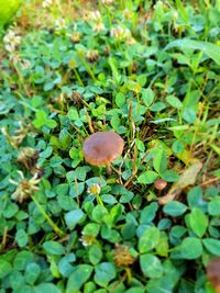 Close-up of mushroom growing on land