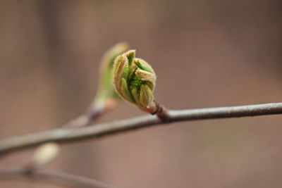 Close-up of plant