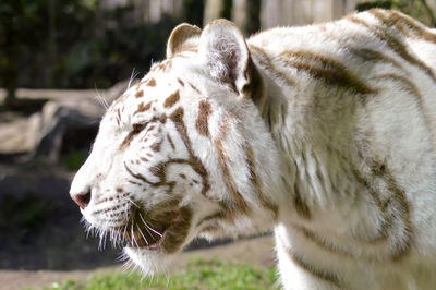 Close-up of white tiger