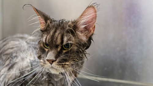 Cat washing and grooming close up getting professional service at pet salon by groomer