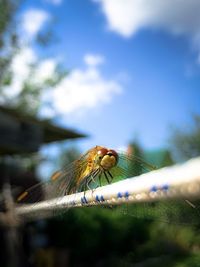 Close-up of dragonfly on leaf