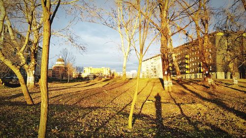 Bare trees in city against sky