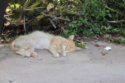 Cat resting in a field
