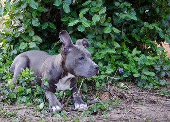 Young pitbull in grass