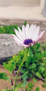 Close-up of purple flowering plant