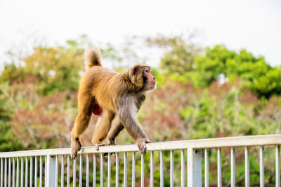 Monkey sitting on fence