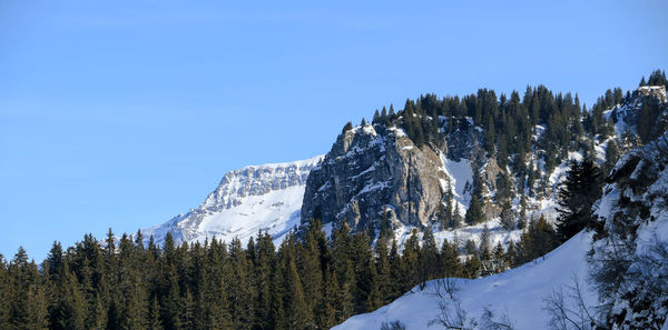 Pine trees on snowcapped mountains against blue sky