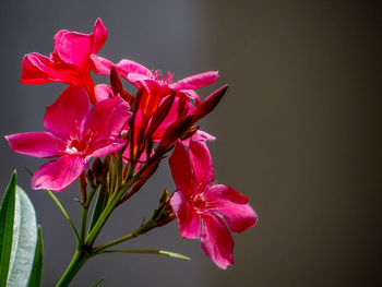 Close-up of pink rose flower