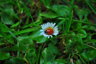 High angle view of white flowering plant