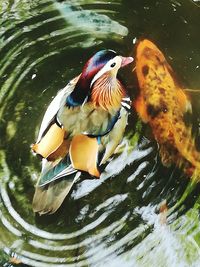 Close-up of birds in water