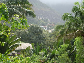 Scenic view of palm trees on mountain