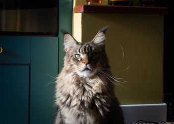 Portrait of cat looking at home