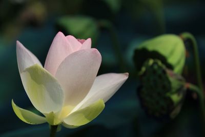 Macro shot of lotus water lily