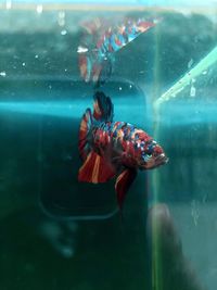 Close-up of fish swimming in sea