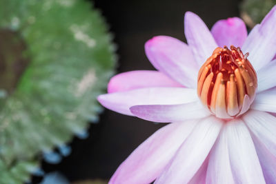 Close-up of pink flower blooming outdoors