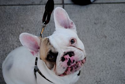 Close-up portrait of dog