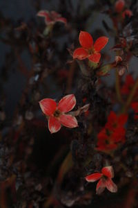 Close-up of red flowers against blurred background