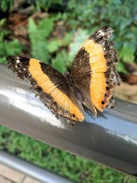 High angle view of butterfly on flower