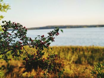 Scenic view of flowering plants on land against sky