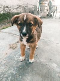 Portrait of dog standing outdoors