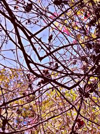 Low angle view of flower tree against sky