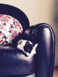 Close-up of dog sleeping