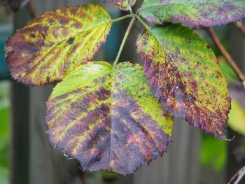 Close-up of autumnal leaves