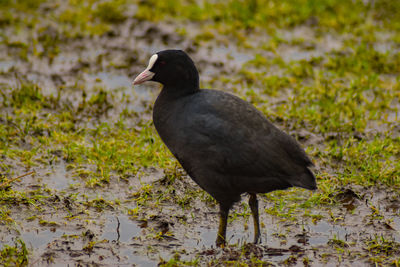 Coot in a field