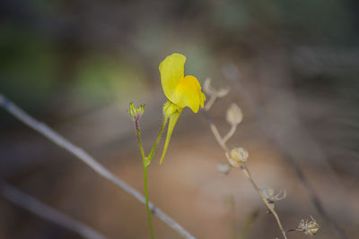 Close-up of yellow flowering plant