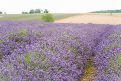 Purple flowering plants on field