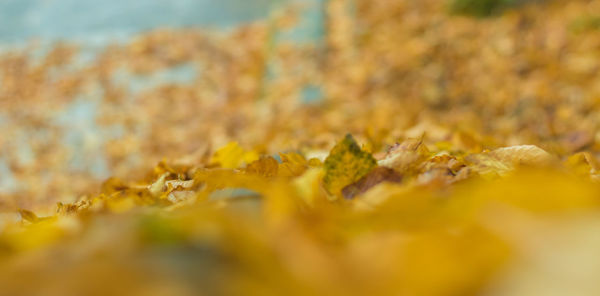 Close-up of yellow flower