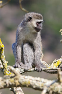 Close up of woman sitting on branch