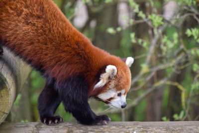 red panda