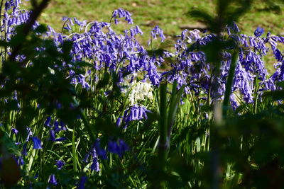 Close-up of purple flowers blooming in field
