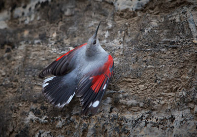 Close-up of bird