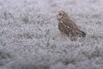 Bird perching on a field