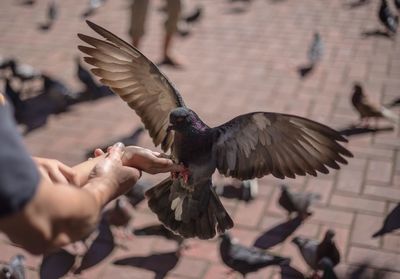 Close-up of hand feeding birds
