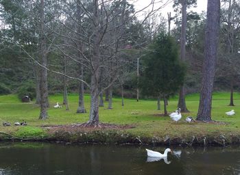 View of trees in pond