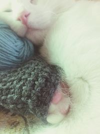 Close-up of dog sleeping