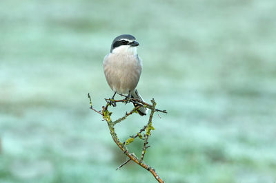 Close-up of bird perching on metal