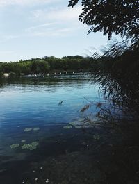 Swan swimming in lake against sky