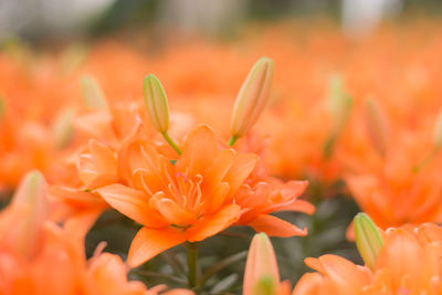 Close-up of orange flowers blooming outdoors