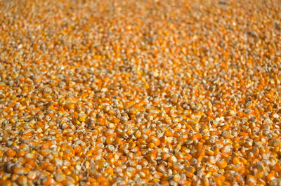 Full frame shot of corn