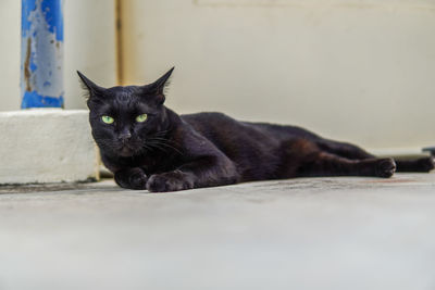 Portrait of black cat resting