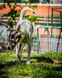 View of dog standing on field